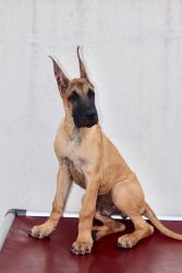 Great Dane Puppies For Sale Import Line