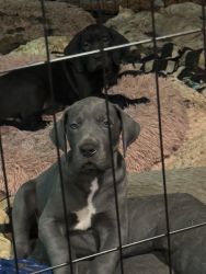 Gorgeous Purebred Great Dane puppies