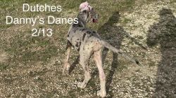 Great Dane-AKC puppies