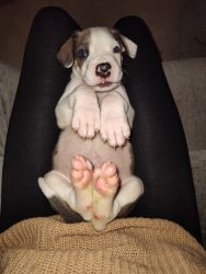 AKC Great Danes Puppies Available Now SOLD