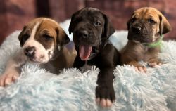 Beautiful Purebred Great Dane Puppies