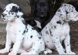 great dane puppies for re home