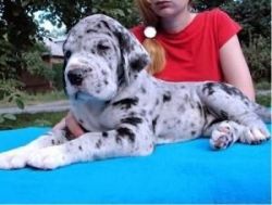 Awesome Baby Great Dane Puppies For Sale