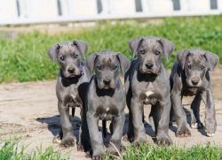 Great Dane Puppies For Good Homes