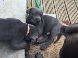 Stunning Great Dane puppies for sale