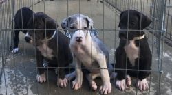 AKC Great Dane pups