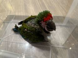 Military Macaw Baby - $1,100