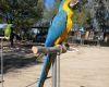 Affectionate green and Gold Macaw Parrots