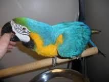 great green macaw parrots for adoption