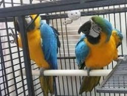 great green macaw parrots for adoption