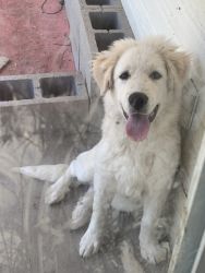 Pyrenees needs a home