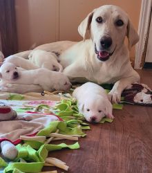Loveable 11 week old Pyrador (Lab & Pyrenees) Puppies