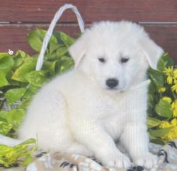 Great Pyrenees puppy 12 weeks