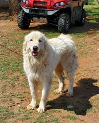 Great Pyrenees male