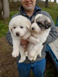 Adorable farm puppies