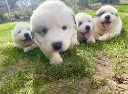 4 Male Great Pyrenees Puppies