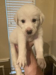 Great Pyrenees Mix