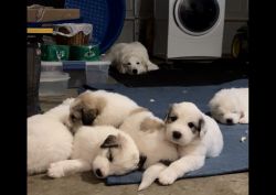Seven great Pyrenees puppies