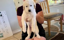 Great Live Stock Dogs! Adorable Great Pyrenees Puppies!