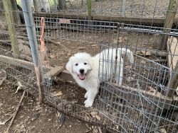 Great Pyrenees/ Lab puppies