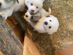 LGD/ Great Pyrenees Puppies