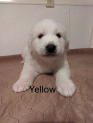 AKC Working Great Pyrenees - Yellow collar male