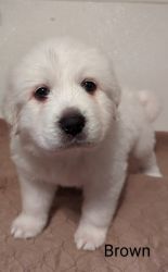 AKC Working Great Pyrenees - Brown collar male