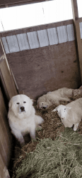 Great Pyrenees pups - The Gentle Giant
