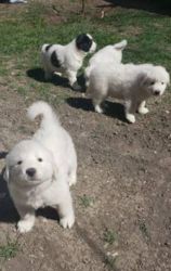 Great Pyrenees puppies for sale 7 weeks old