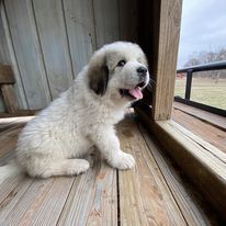 Pureblood Great Pyrenees puppies from AKC registered sire and dam!