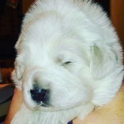 Great Pyreneese puppies Loveable little fluff balls
