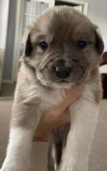 Great Pyredane Pups for sale