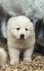 Puppies Great Pyrenees for sale only 2 left