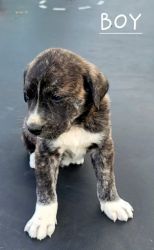 Great pyrenees and Black Mouth Cur mix puppies for sale