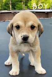 Great Pyrenees and Black Mouth Cur Mix Puppies For Sale