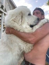 Great Pyrenees Puppies Ready to Go to a New Loving Home
