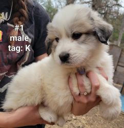 Great Pyrenees Puppies : $650 FIRM
