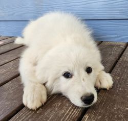 Purebred Great Pyrenees puppies