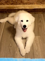 1 Great Pyrenees Puppy