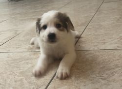 Great Pyrenees Mix puppies