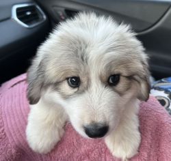 Great Pyrenees Puppy (Male)