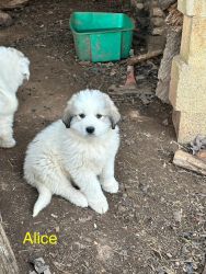 Great Pyrenees Pups