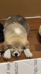 Great Pyrenees puppy for sale unable to keep him, He's a full breed.