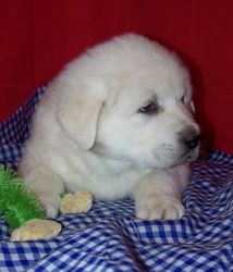 Flutty Male & Female Great Pyrenees Puppies