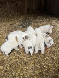 Great Pyrenees puppies looking for new forever home.