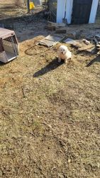 Great Pyrenees Puppies Available