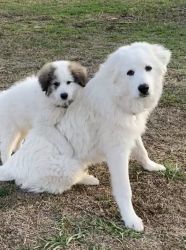 Great Pyrenees Florida Gainseville
