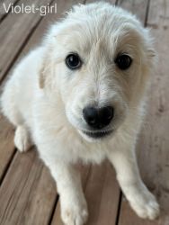 Great Pyrenees mix puppies