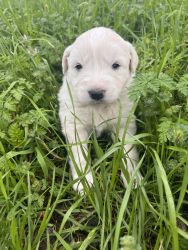 Great Pyrenees Puppies - Girl - Willow