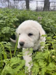 Great Pyrenees Puppies - Girl - Violet